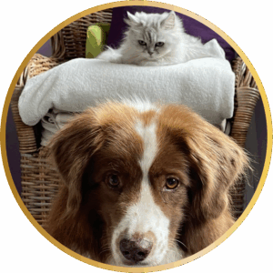 Tierkommunikation – Basisseminar