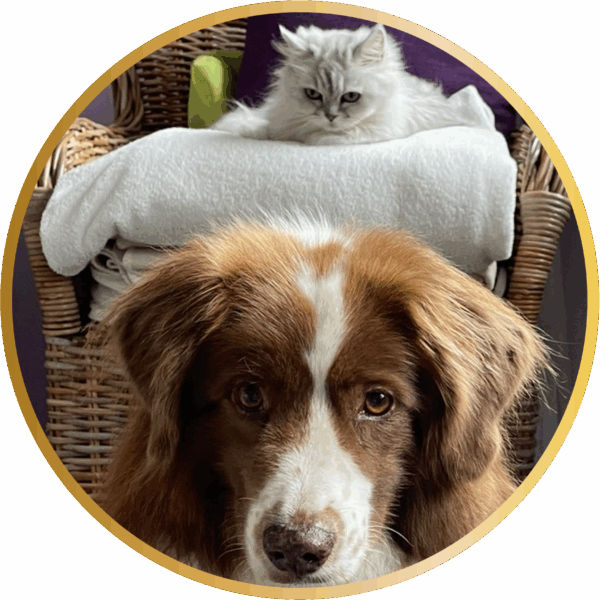 Tierkommunikation - Basisseminar